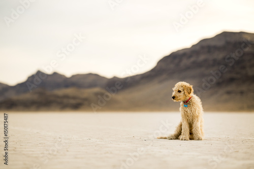 Puppy in desert, sitting