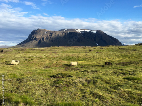 Schafe vor Berg in Island