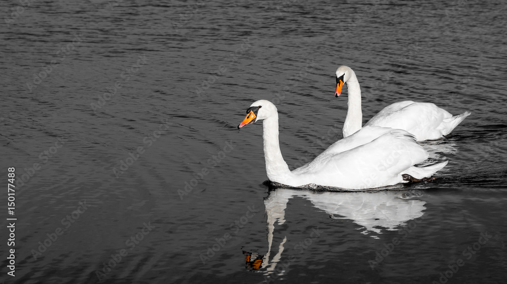 Fototapeta premium Schwan