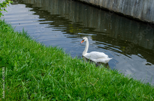 Swan