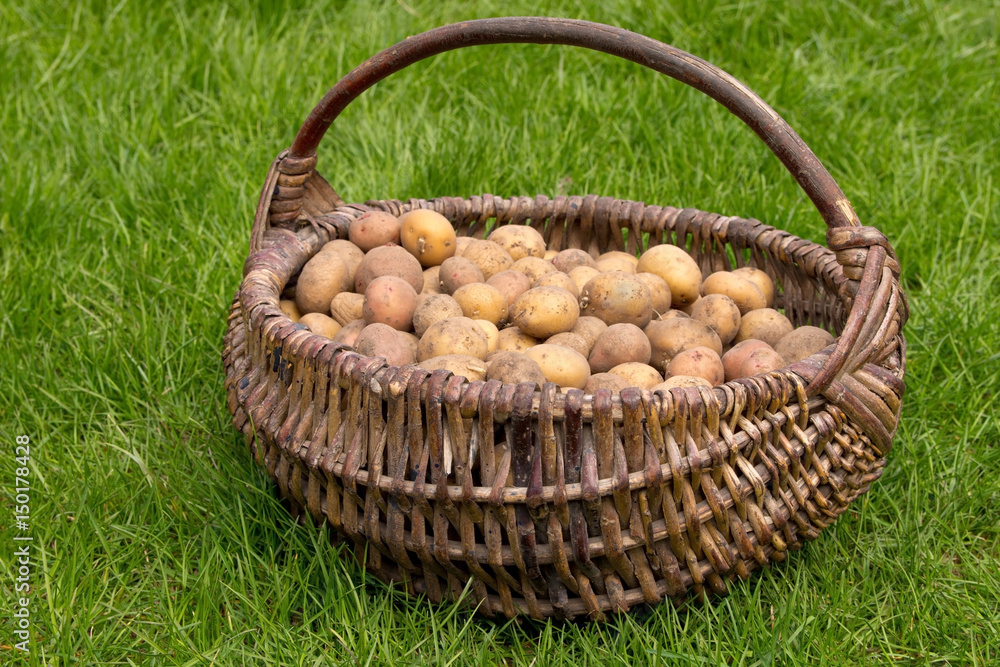 The potatoes are in the old wicker basket on the green grass under the rays of the sun.