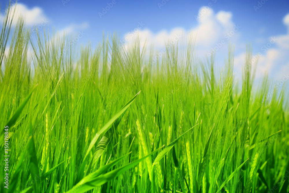 green wheat field