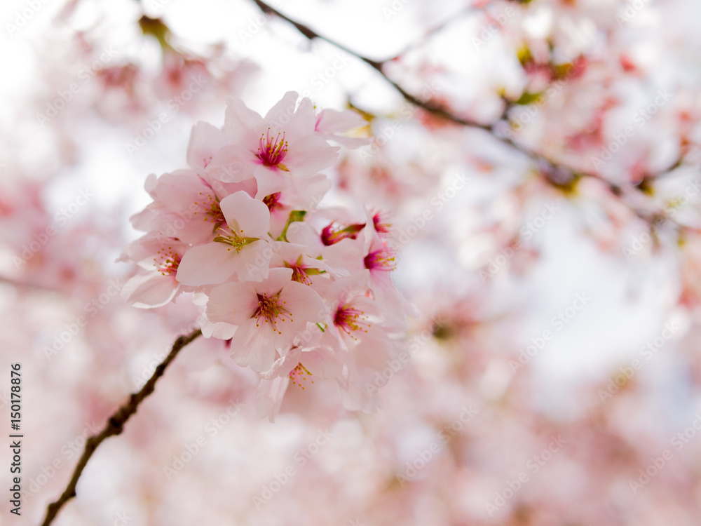 Sakura Blossom