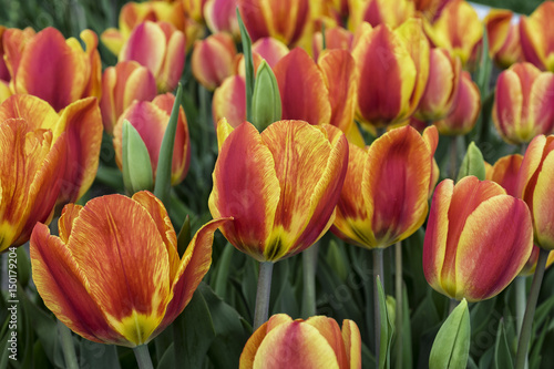Orange tulips on Cape Ann