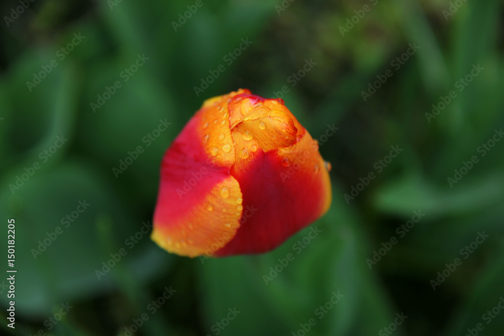 Red and yelow tulip with raindrops Red and yelow tulip with raindrops