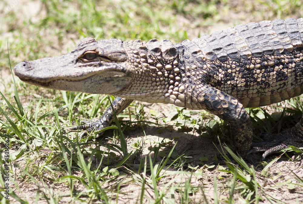Fototapeta premium Alligator