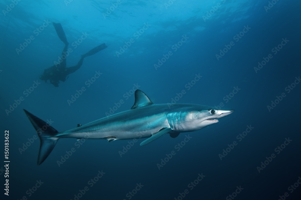 Obraz premium Mako shark, Isurus oxyrinchus, Atlantic ocean