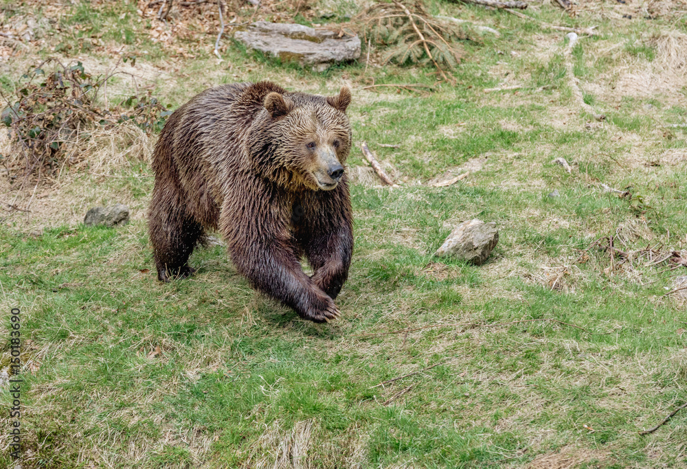 A big brown bear running. Brown bear jumps on grass.