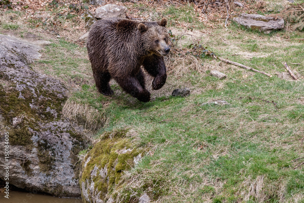 A big brown bear running. Brown bear jumps on grass. A big brown bear running. Brown bear jumps on grass.