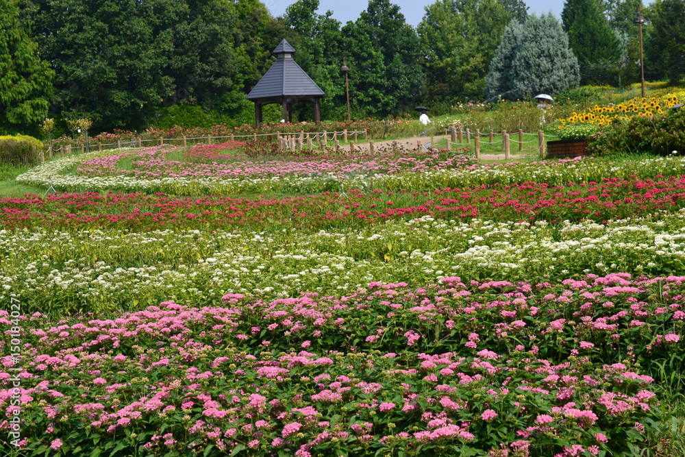 公園に咲く夏の花々
