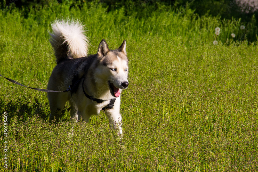 Siberian husky on a leash walking outdoor in green park