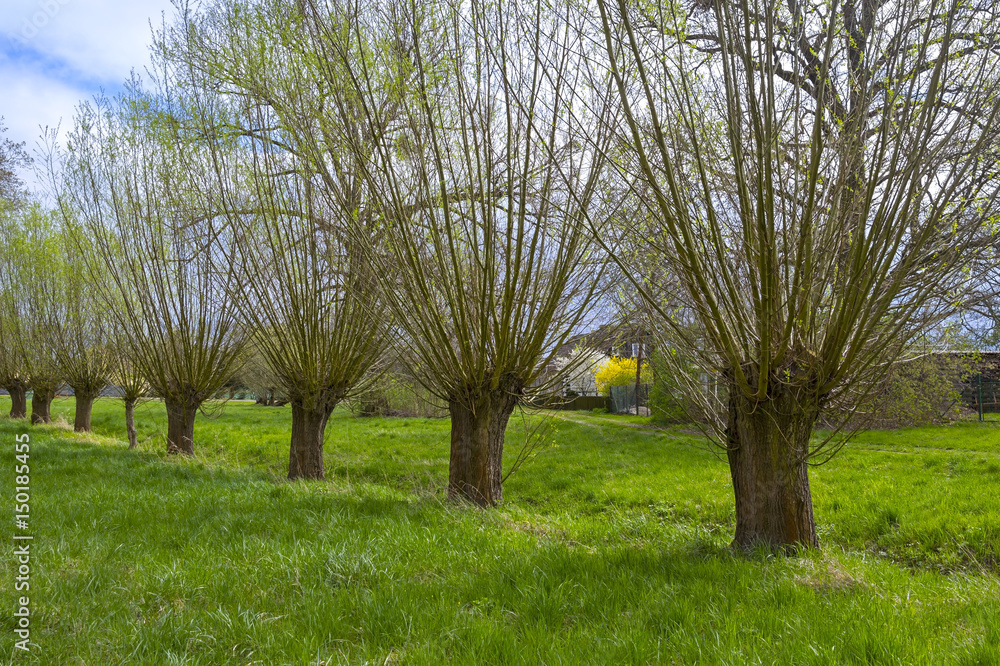 Willow trees in the rural countryside