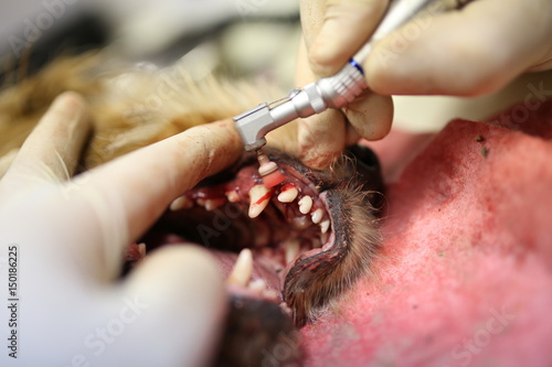 teeth cleaning in dogs