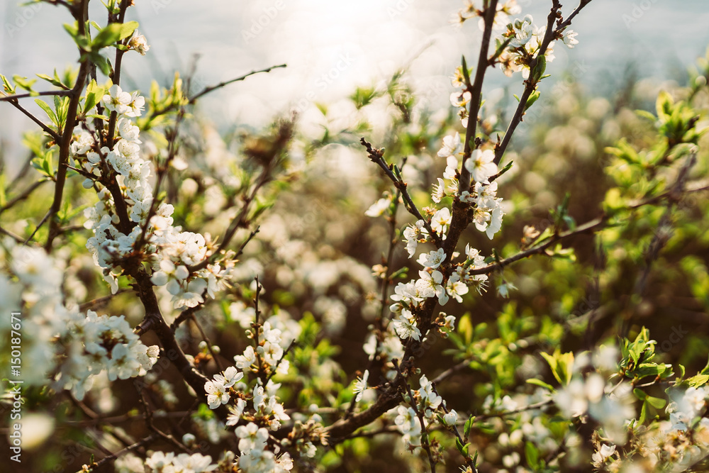 White blossoms on branches - spring and summer White blossoms on branches - spring and summer