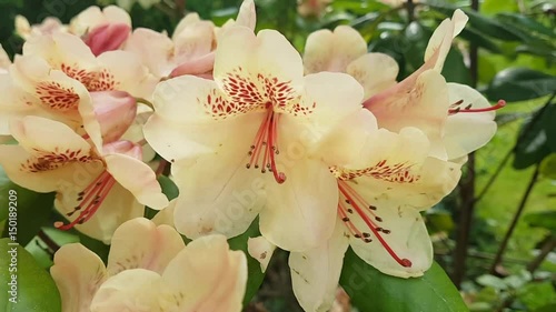 Cream color azalea
