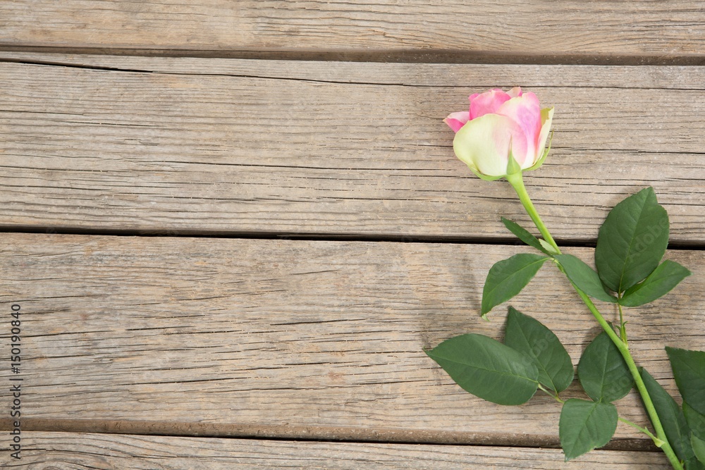 Pink rose on wooden background Pink rose on wooden background