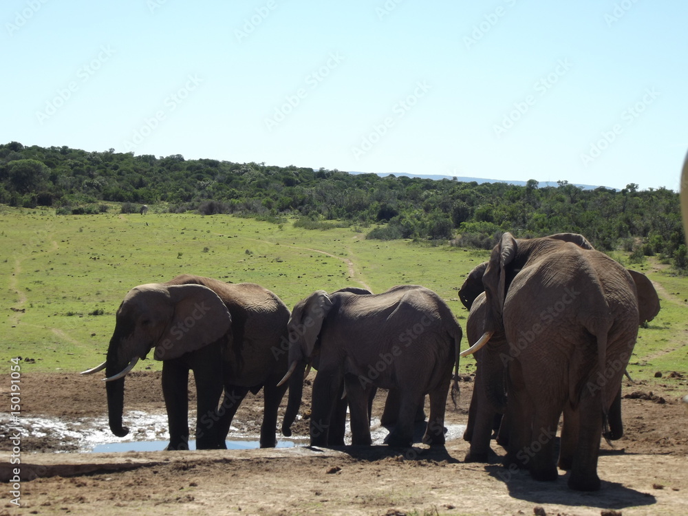 Addo Elephant Park, South Africa. The males are often alone, the females live in groups with young elephants. Due to a mutation in the breed, the females do not have butt teeth. Addo Elephant Park, South Africa. The males are often alone, the females live in groups with young elephants. Due to a mutation in the breed, the females do not have butt teeth.