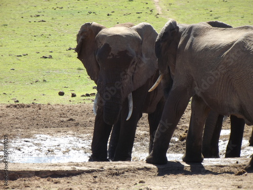 Addo Elephant Park, South Africa. The males are often alone, the females live in groups with young elephants. Due to a mutation in the breed, the females do not have butt teeth.