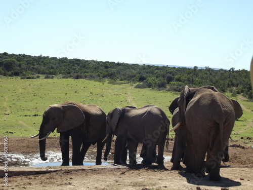 Addo Elephant Park  South Africa. The males are often alone  the females live in groups with young elephants. Due to a mutation in the breed  the females do not have butt teeth.