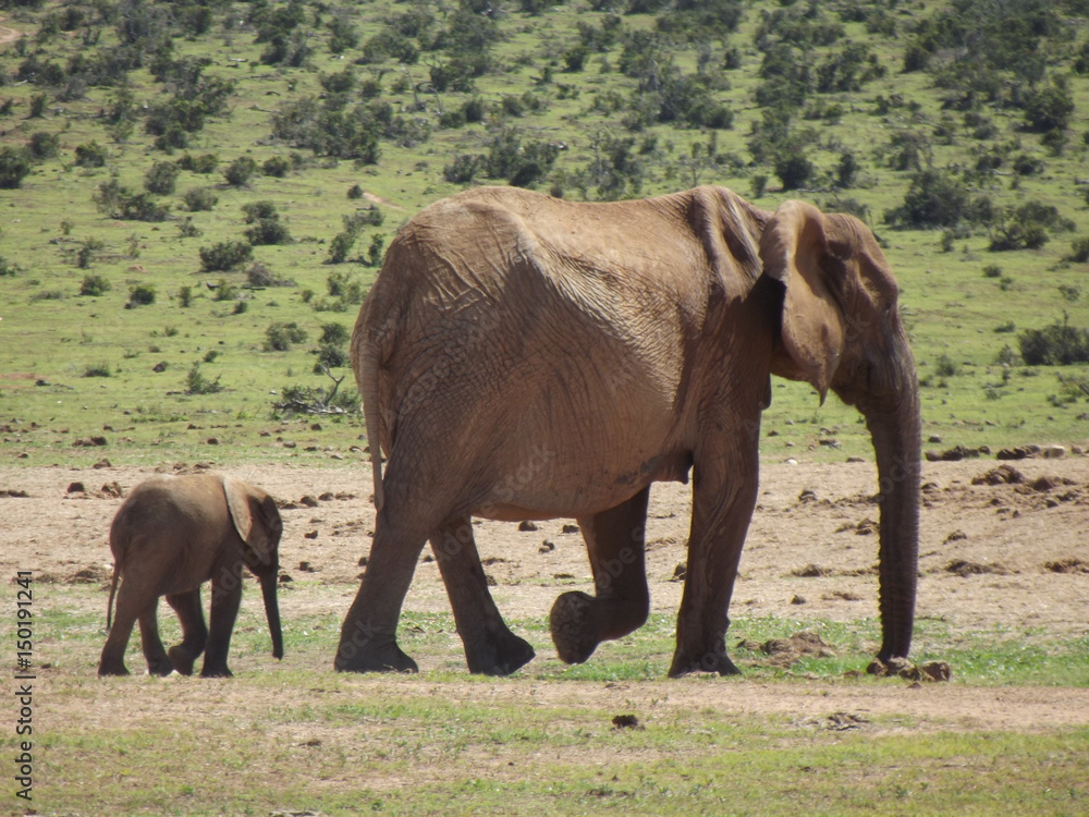 Addo Elephant Park, South Africa. The males are often alone, the females live in groups with young elephants. Due to a mutation in the breed, the females do not have butt teeth. Addo Elephant Park, South Africa. The males are often alone, the females live in groups with young elephants. Due to a mutation in the breed, the females do not have butt teeth.
