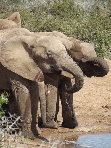 Addo Elephant Park, South Africa. The males are often alone, the females live in groups with young elephants. Due to a mutation in the breed, the females do not have butt teeth.