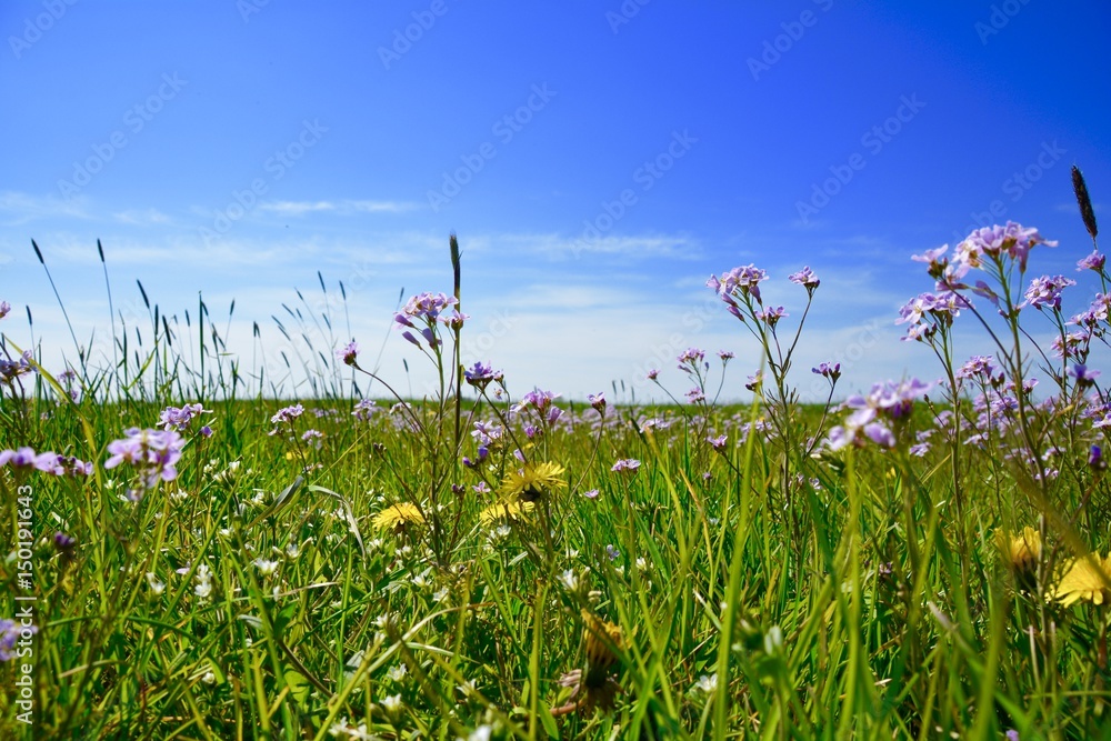 Obraz premium Blumenwiese im Frühling