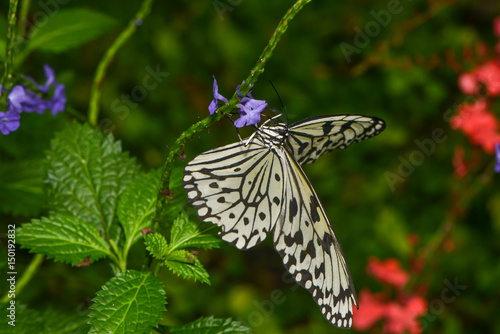 Weisse Baumnymphe photo