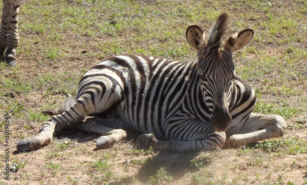 Naklejka premium Addo Elephant Park, South Africa. The zebras in the park are the true savannah zebras with their shadow lines.