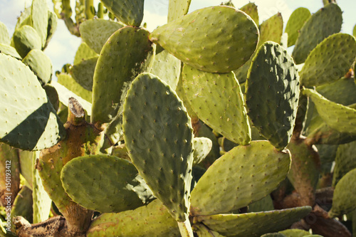 Close up view of Opuntia ficus-indica  Barbary fig  which is a type of cactus. It is a species of cactus that has long been a domesticated crop plant important in agricultural economies.