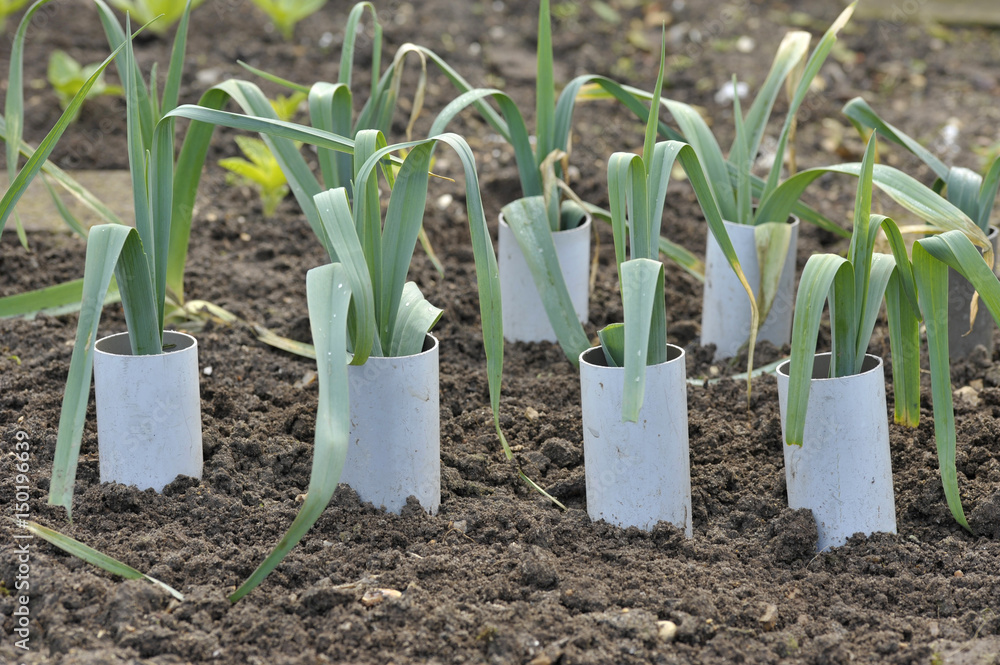 Leeks