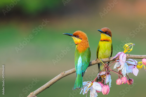 Chestnut-headed Bee-eater or Merops leschenaulti, beautiful bird on branch with colorful background. photo