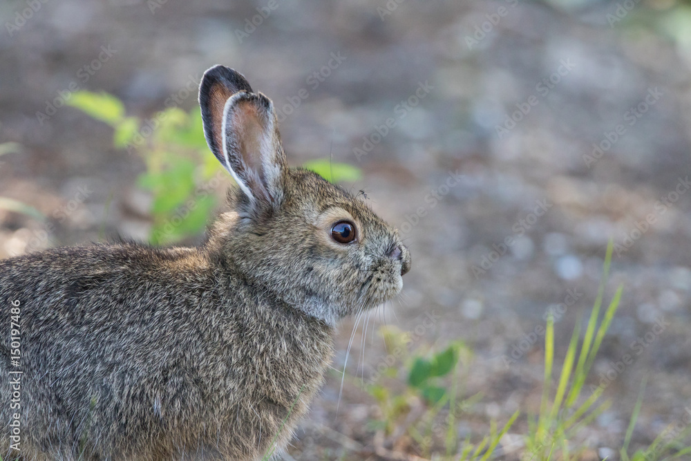 Fototapeta premium Alaskan Tundra Hare