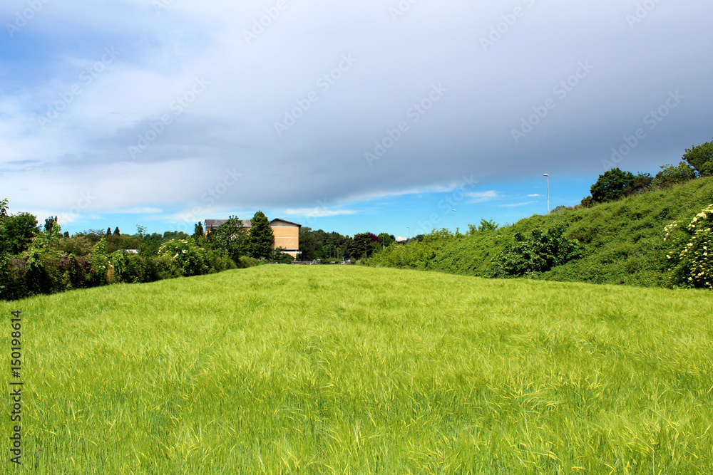 Green corn field in spring under a stormy sky Green corn field in spring under a stormy sky