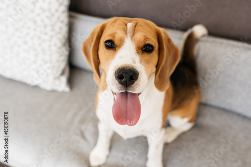 A portrait of a beagle dog. Sitting on the couch, sticking out her tongue and looking into the camera photo