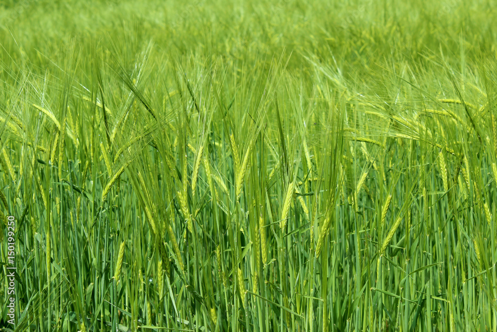Green wheat field in spring in a rainy day Green wheat field in spring in a rainy day