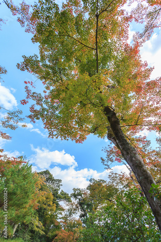 Fotografía Autumn trees in natural part at Kinkakuji temple, Kyoto, Japan