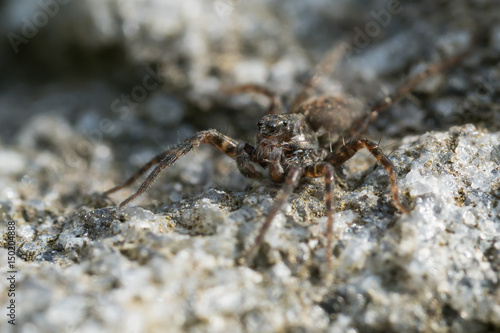 Macro close up photo of a Lycosidae family hunting spider sitting on a rock