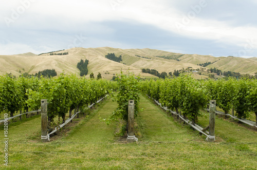 Marlborough vineyard with hills in the background in summer (Blenheim, New Zealand)

