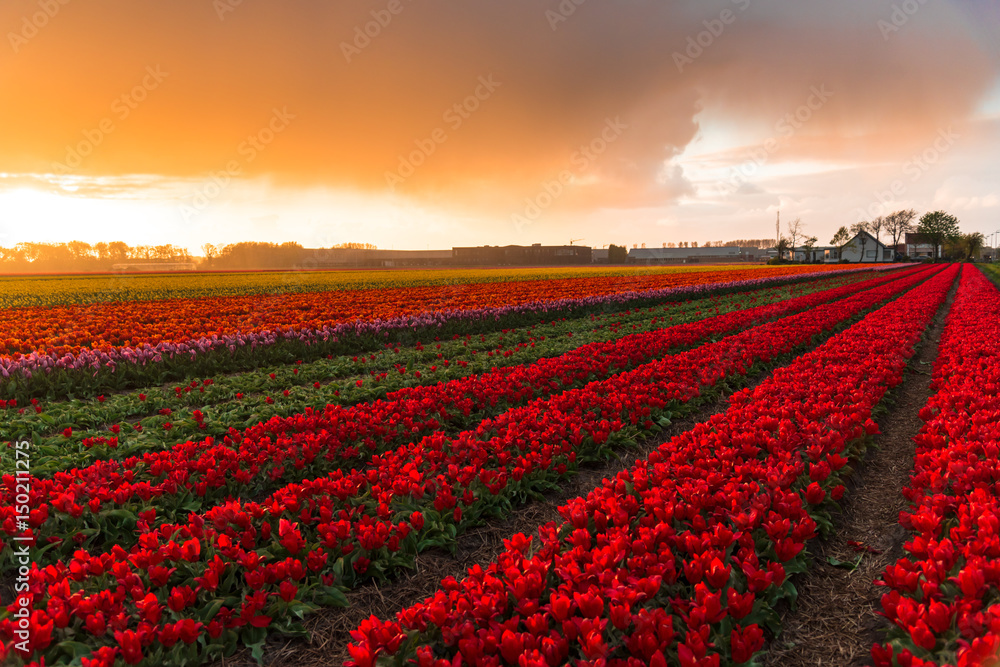 Sunset in tulips field