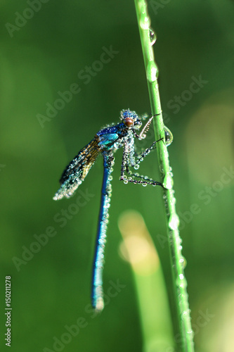 Close-up of a dragonfly in drops of dew