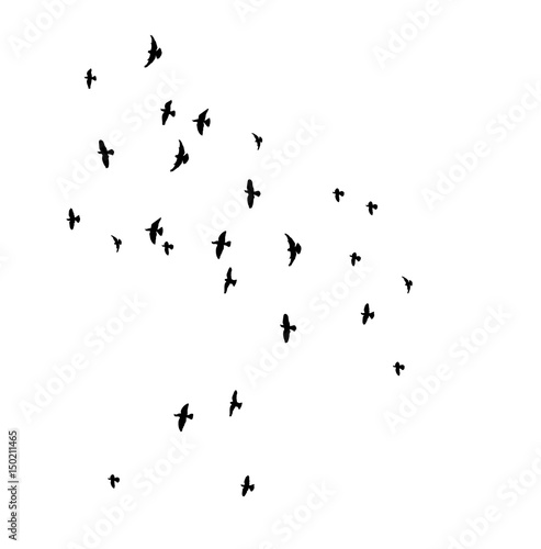  silhouette of flying birds, flight