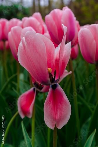 Beautiful tulips flowers