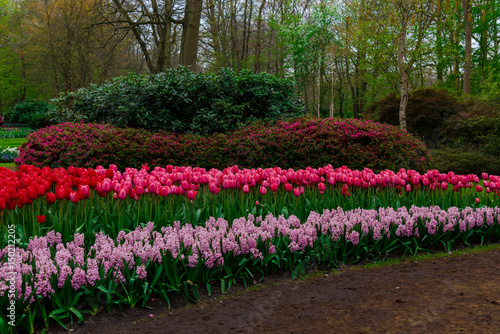 Fototapeta Naklejka Na Ścianę i Meble -  Amazing flowers at Keukenhof Garden, Holland