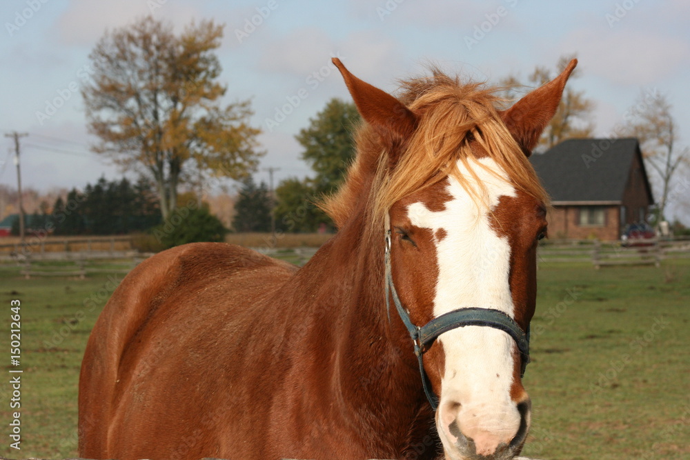 horses- brown mare horses- brown mare