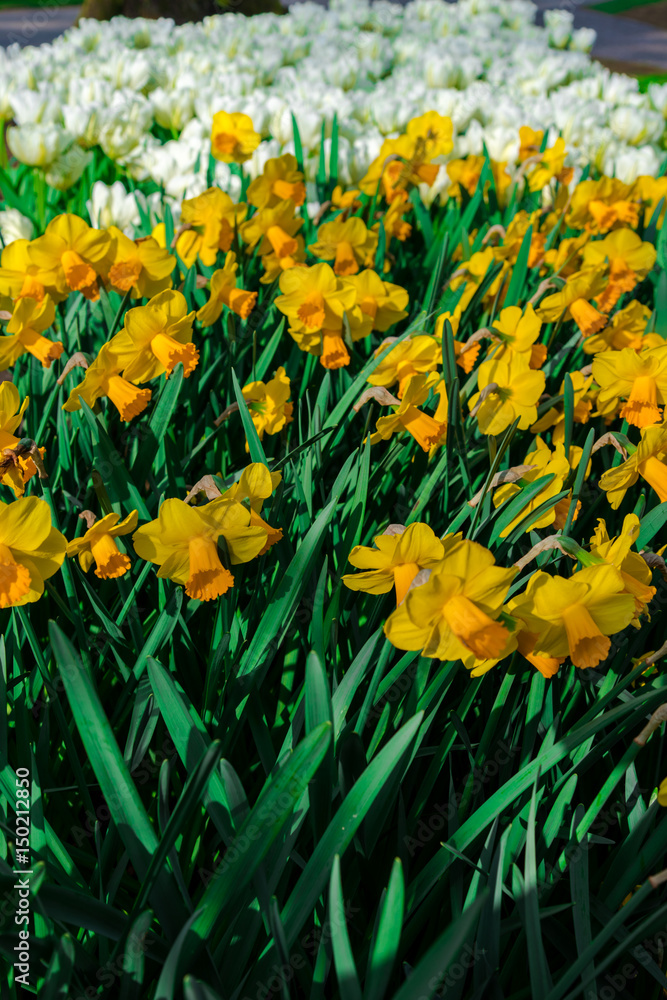 Amazing flowers at Keukenhof Garden, Holland Amazing flowers at Keukenhof Garden, Holland