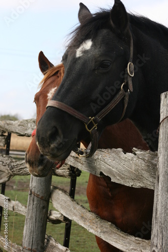 2 horses wanting attention © michelle