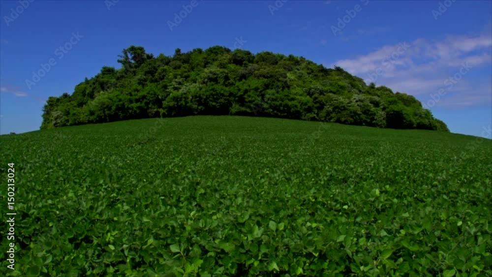 Soybeans Soybeans