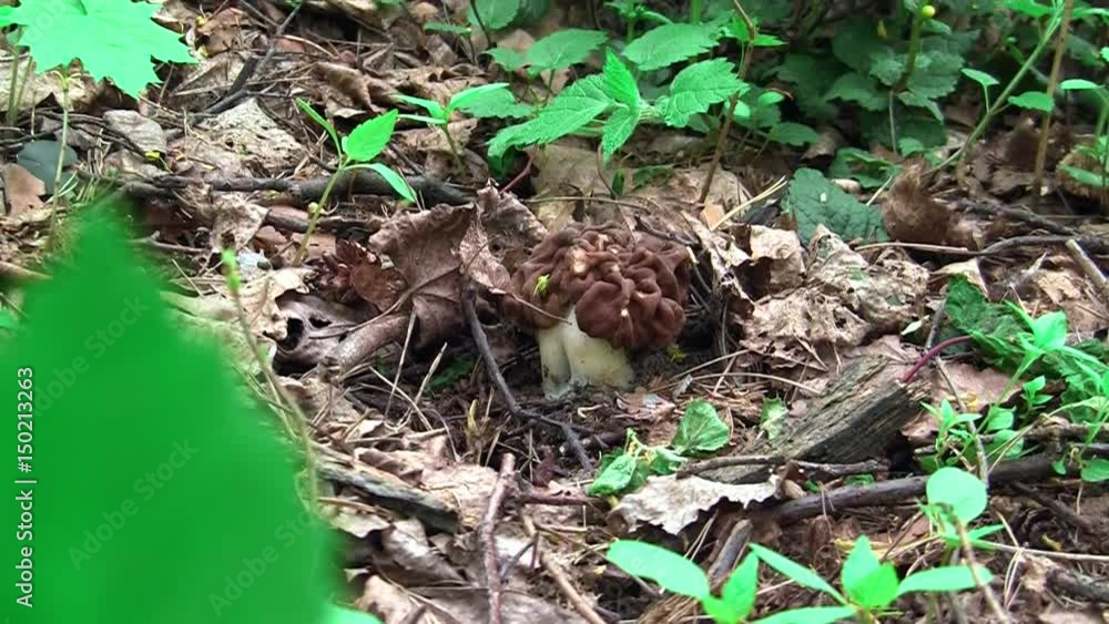 Morel in the woods Morel in the woods