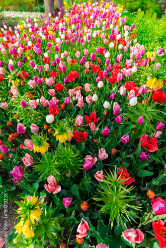Beautiful flowers at Keukenhof garden, Holland