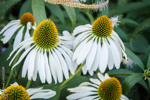 White Echinacea herb photo